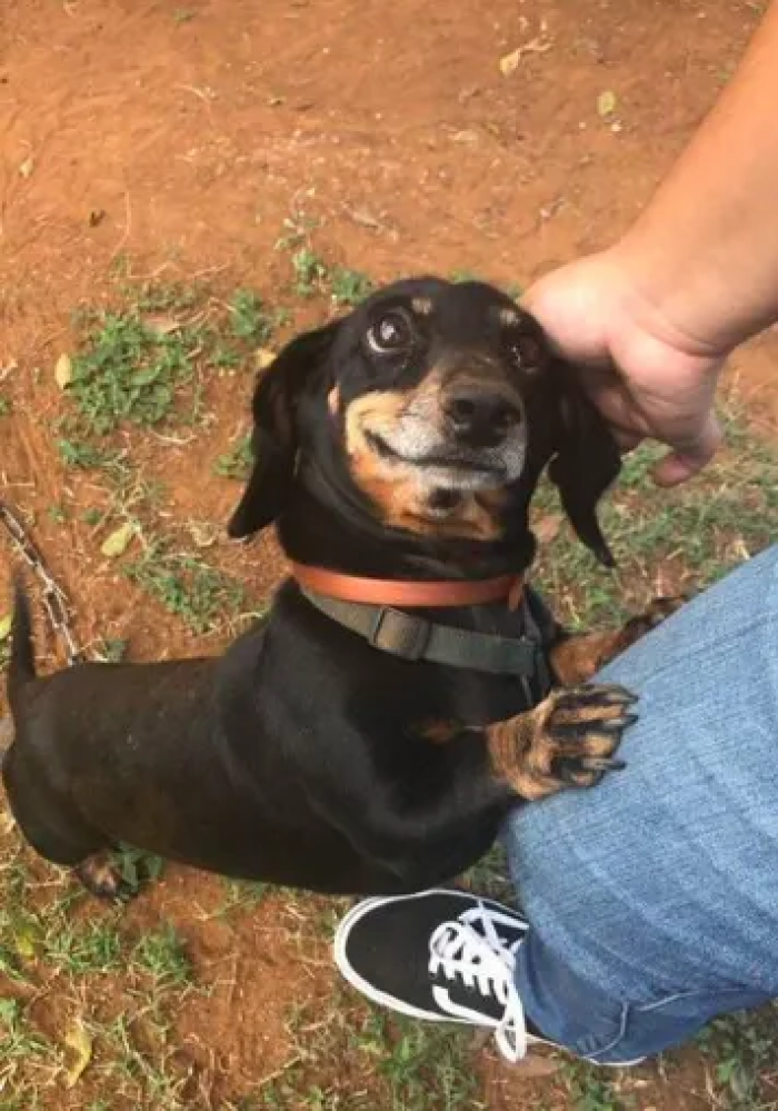 We don't deserve dogs.