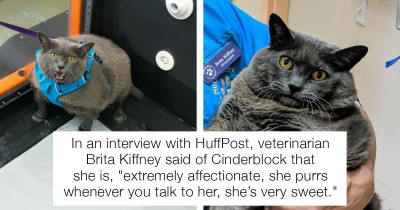 Chonky Catto Is On A Long-Awaited Weight Loss Journey To Get Her Healthy and Happy