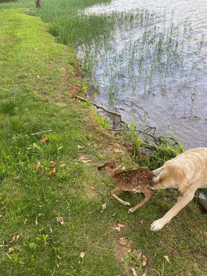 Harley pushing the baby deer to climb on the ledge.