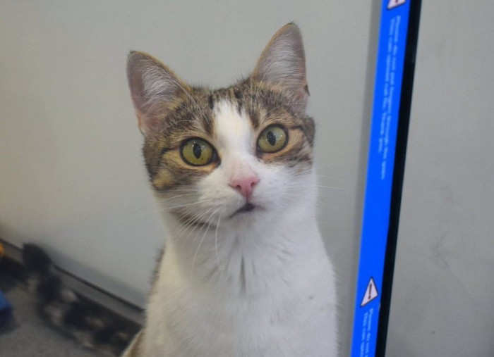Missing tabby cat being held gently, moments after being found.