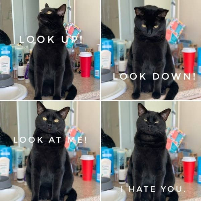 14. This cat has a temper