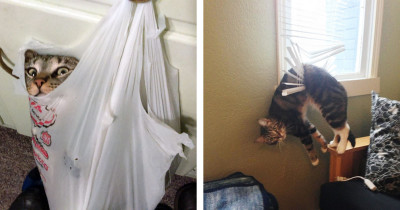 Cats Who Only Realised Their Mistakes When It Was Too Late