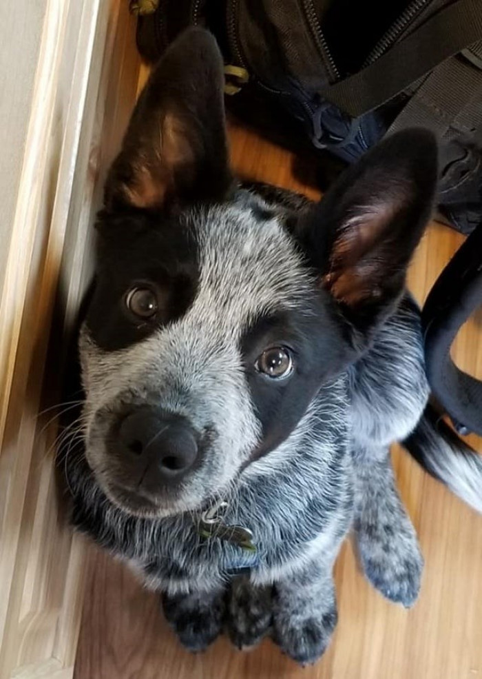 10. "This good boi is a blessing during quarantine.”