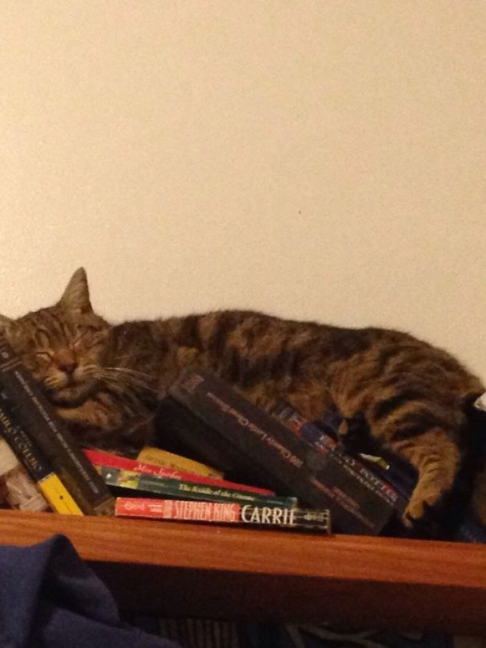 20. Even cats love books.