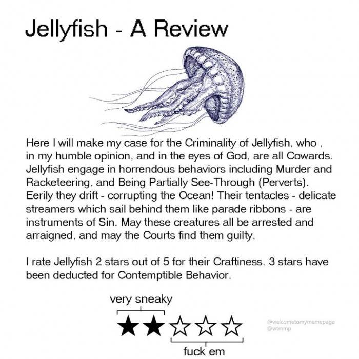 Jellyfish - They are the criminals and cowards of the sea