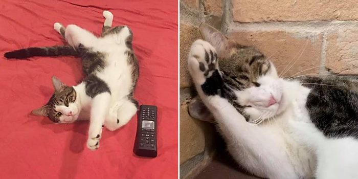 "From a cat's perspective, cats will get in any box they can see," Julie said.