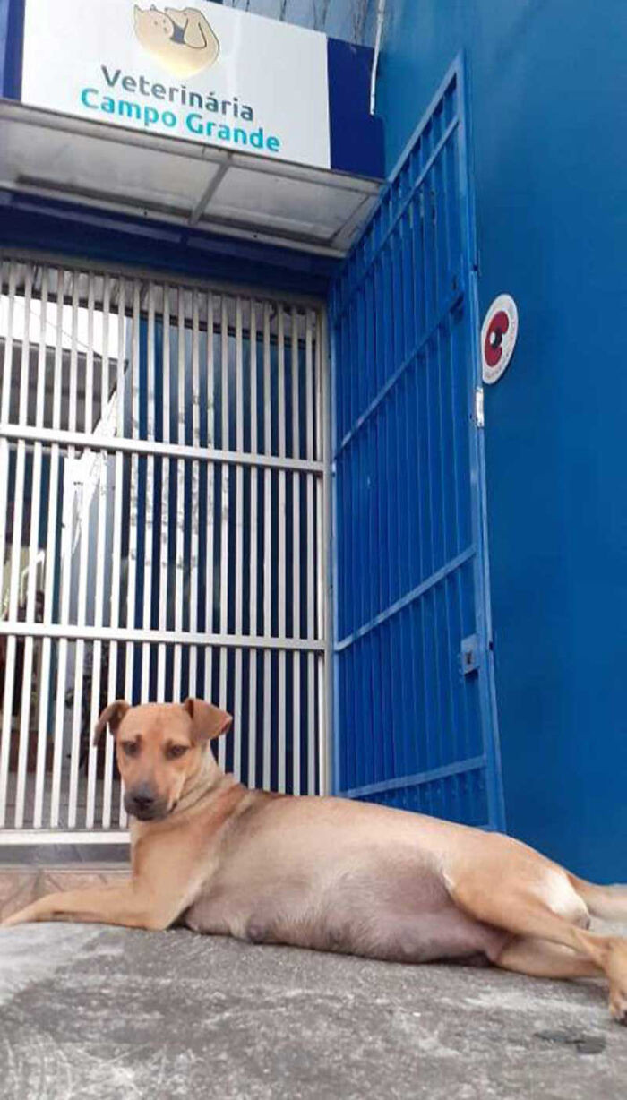 She's heavily pregnant (six puppies!). No wonder she was willing to approach strangers for help.