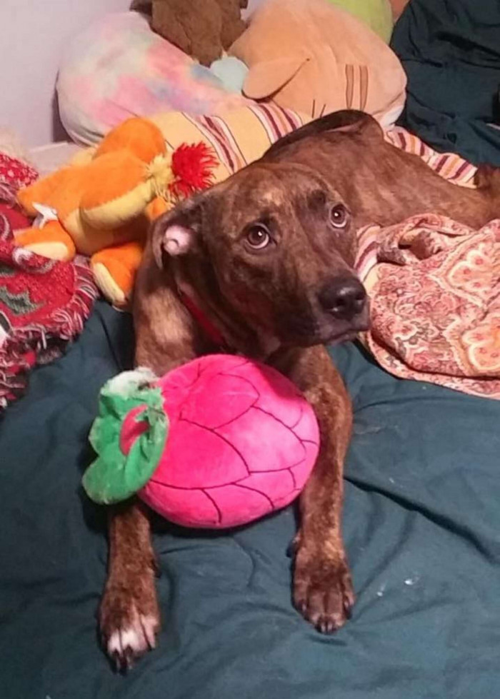 Here's Big Mac surrounded by the most comforting things in the world — plushies