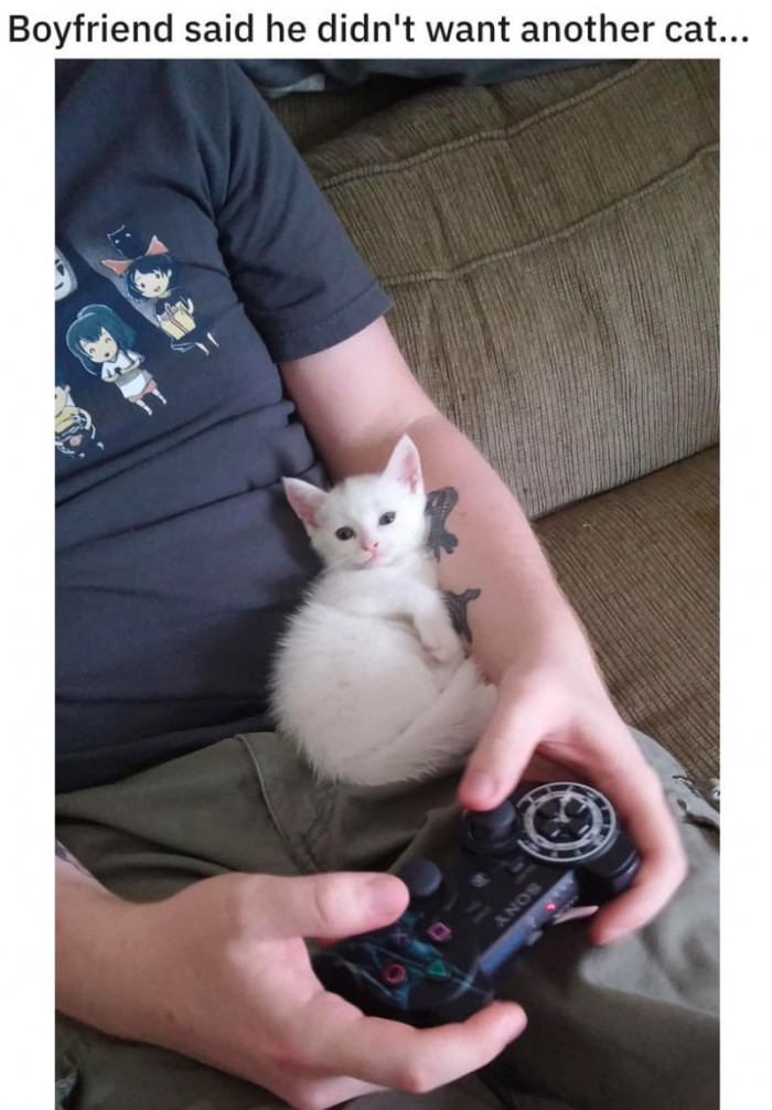 13. A cat? NO. A gaming partner? YES