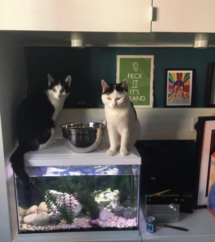 11. "Had to put a bowl on top of the fish tank flap to stop the cramp twins from putting their paws in; one is not happy."