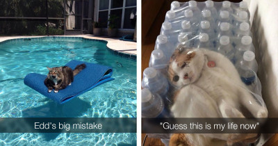 Hilarious Cats Who Got More Than They Bargained For And Immediately Regretted Everything