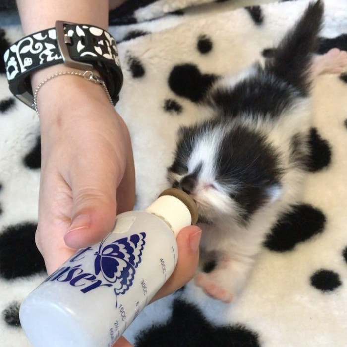 Kitten stretching on a blanket, calm expression and fluffy fur