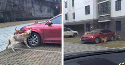 Man Tries to Hit a Calm Stray Dog for No Reason, So the Dog Brought His Buddies to Take Revenge on His Car