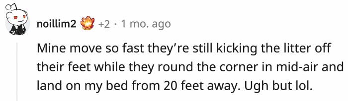 Don't you just love it when they seemingly fly and dive onto the bed with cat litter on their paws and everything?