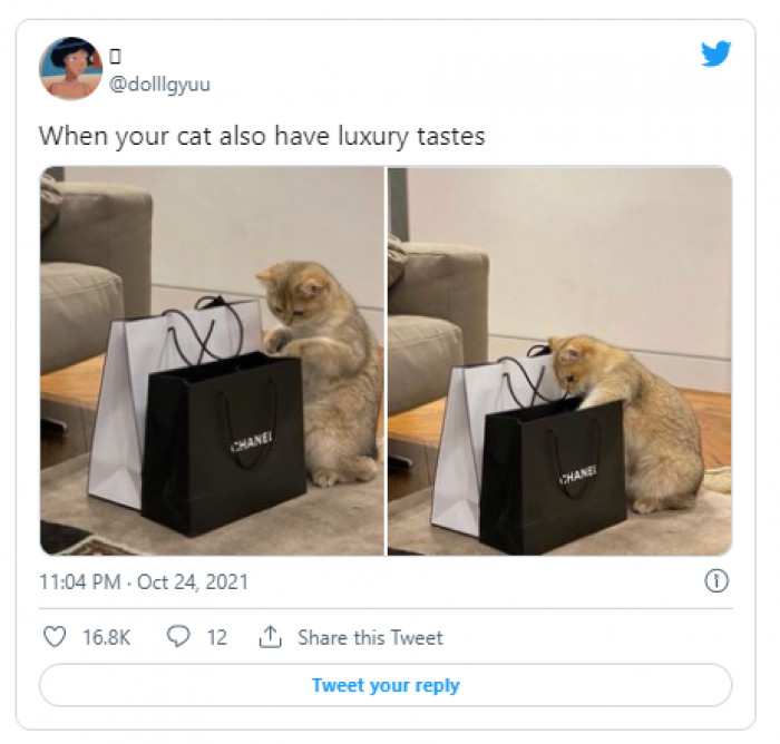 21. This cat got some high class taste