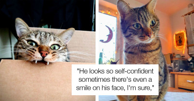 Cat Puts Everything He Can Find Around The House Into The Trash
