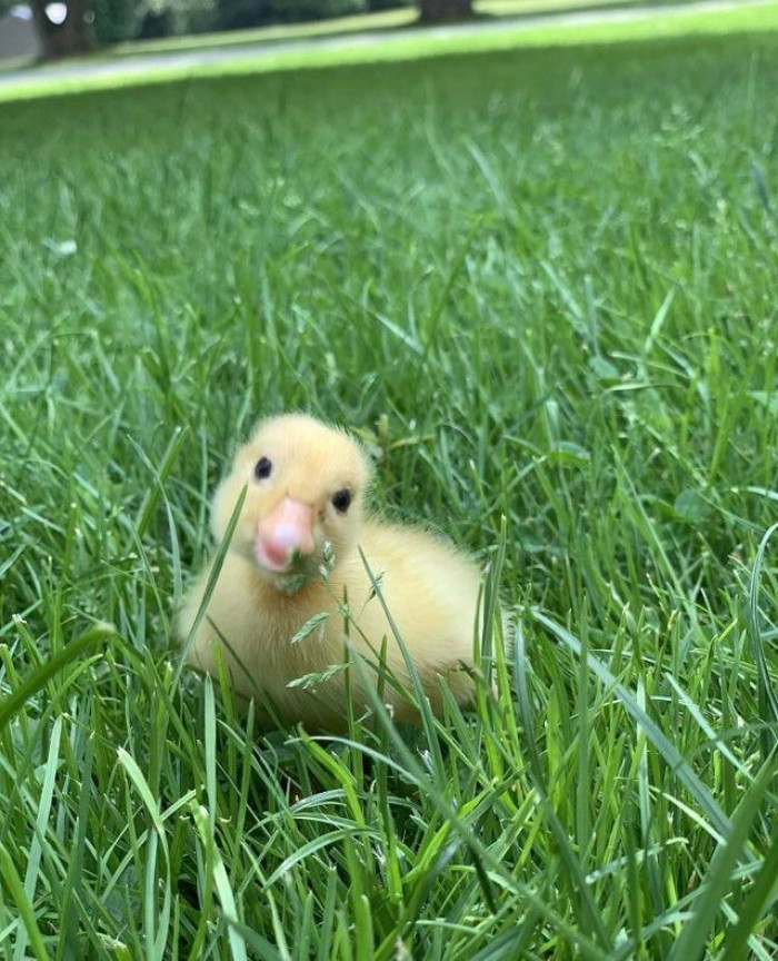 14. Meet this little duckling named Bentley