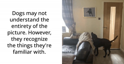 Dog Instantly Remembers His Brother Who Passed Away When He Saw His Picture In The Family's Living Room