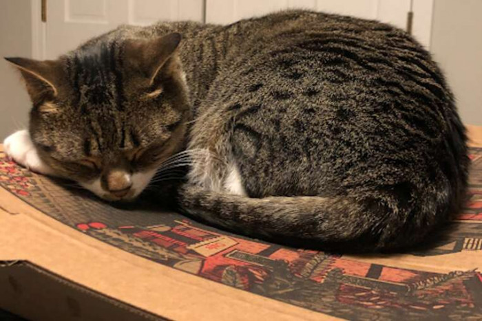 Guava and Zeke pets interact with Goji and Barkley, playful and curious.