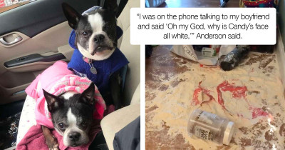 Cute Dog Tried To Pretend He Did Not Spill Flour Out Of Its Bag Even Though His Face Was Covered With It