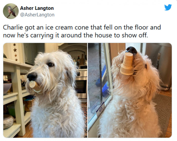 40. This dog is bragging about snagging such an awesome treat.