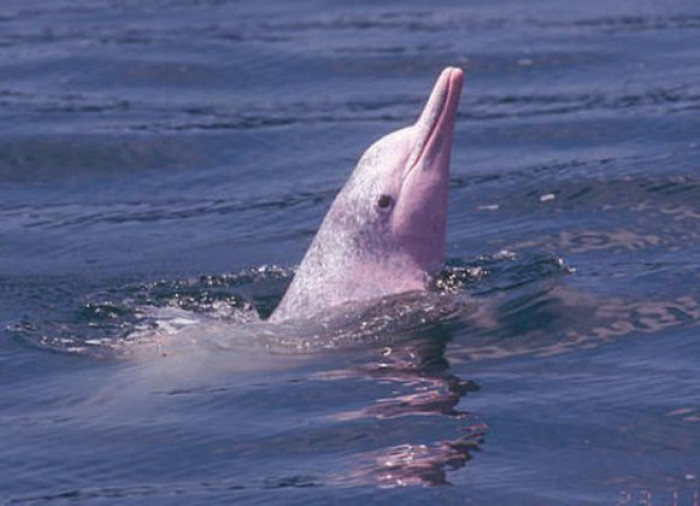 Here is one of the pink river dolphins
