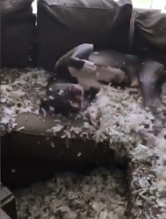 Rather than feel guilty, Pablo was having a good time, rolling in the feathers.