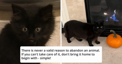 9 Pet Adoption Before And After Stories That Will Restore Your Faith In The Power Of Love