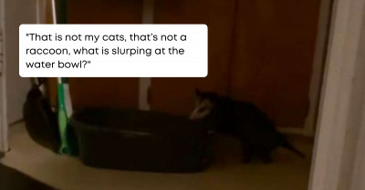 Possum Aspiring To Be The Cat Sneaks Into A House In The Middle Of The Night
