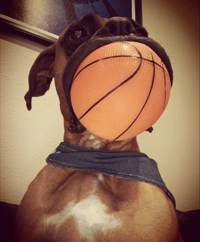 3. Well, he doesn't have pockets, so the ball would be safer in his mouth