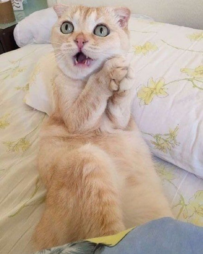 10. Call 911! There's a rat in the house!