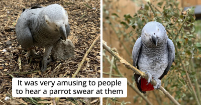 5 Parrots Had To Be Separated By The Zoo Because They Were Encouraging Each Other To Swear At The Guests