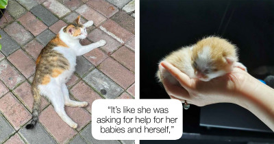 Pregnant Stray Cat Brought Into Woman's Office, and Now This Adorable Cat Family of Nine Has Their Own Meeting Room