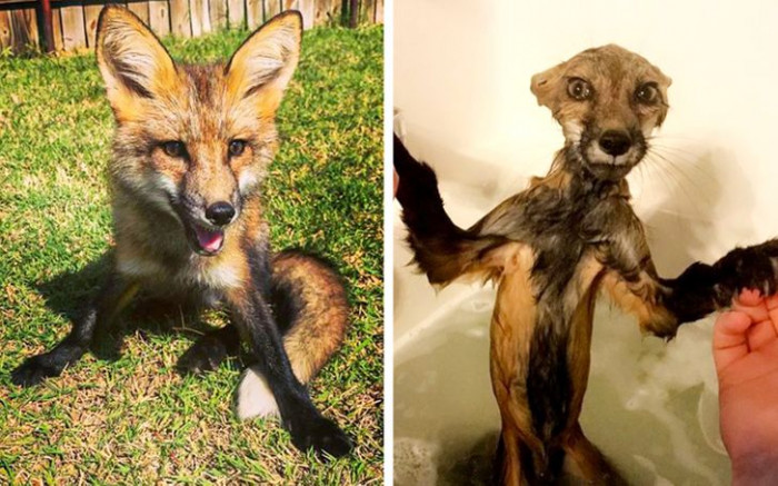 9. Here's my dog in dry form, and here's Timon in soaked form