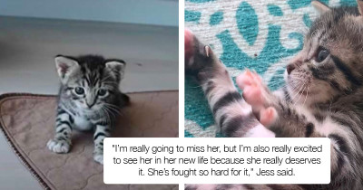 Adorable Kitten Was Dumped In A Cardboard Box And Now She's Ready To Start Her New Life