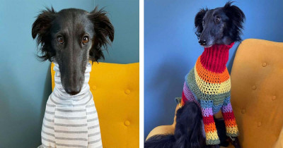Long-Necked Dog Is The Perfect Model For Turtleneck Handmade Sweaters