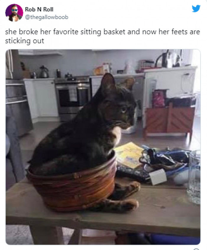 3. Poor kitty! Time to go basket shopping.