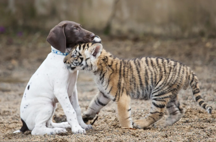 After finding himself all alone in this world, a tiger cub learned why dogs are referred to as man's best companions.
