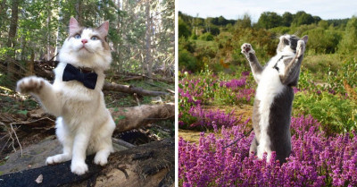 Camping with Cats On Instagram Shares Amazing Photos Of Felines Living The Adventurous Life