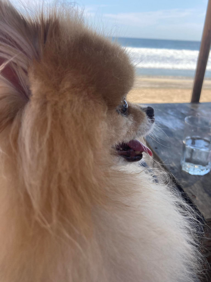 4. This dog is having his birthday party at the beach.