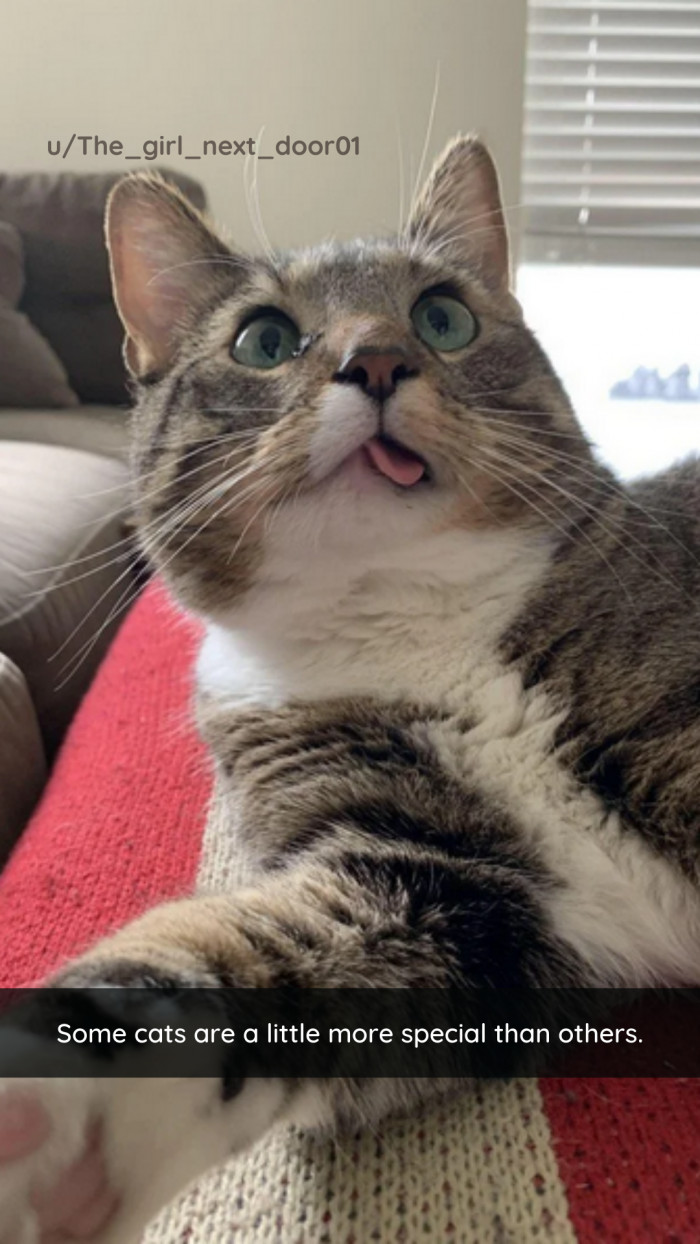 27. I truly believe that this cat is one of the most special ever.