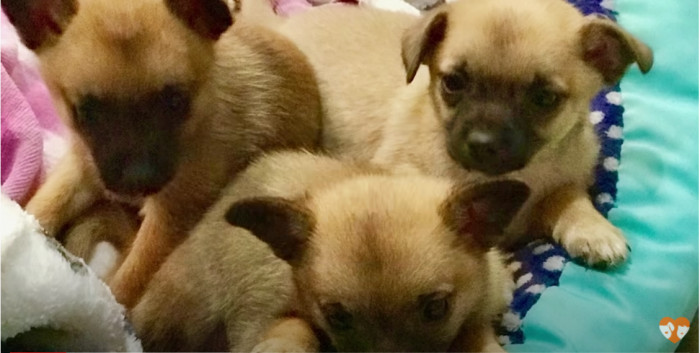 These four pups were brought to the 2nd Chances Rescue in Norco, CA. A man had found them in his garden but was unable to locate their mother.