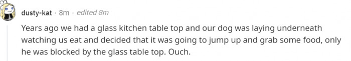 14. Glass table tops can be so dangerous, especially if your dog is not really smart.
