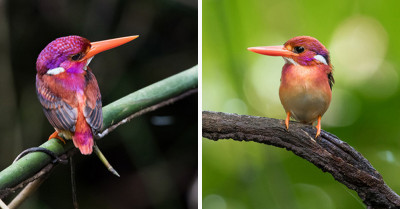 After More Than 100 Years, A Very Rare Dwarf Kingfisher Bird Has Been Captured On Camera