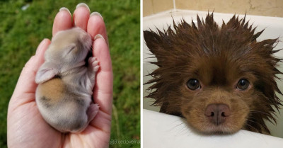 20+ Adorable Tiny Animals That Will Boost Your Mood When You Feel Down