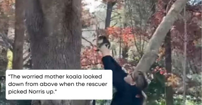 Rescuer Helps Reunite A Baby Koala, Who Fell Off A Tree, And His Mum