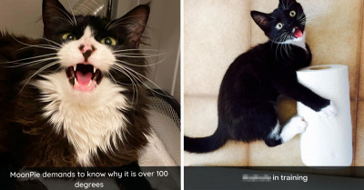 50+ Tuxedo Cats Who Might Make You Question Everything You Know About Cats