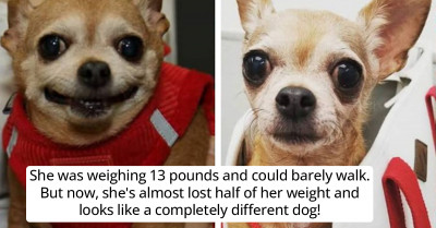 11 Best Photos Of Animals Conquering Obesity And Their Inspiring Weight Loss Stories