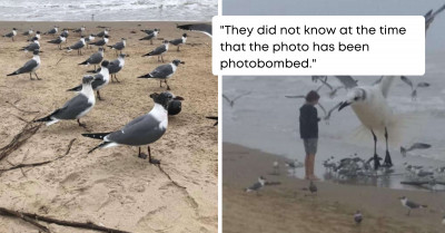 Freaky Photo Appears to Be of a Giant Seagull Towering Over a Woman at the Beach Accidentally Snapped by Her Friend