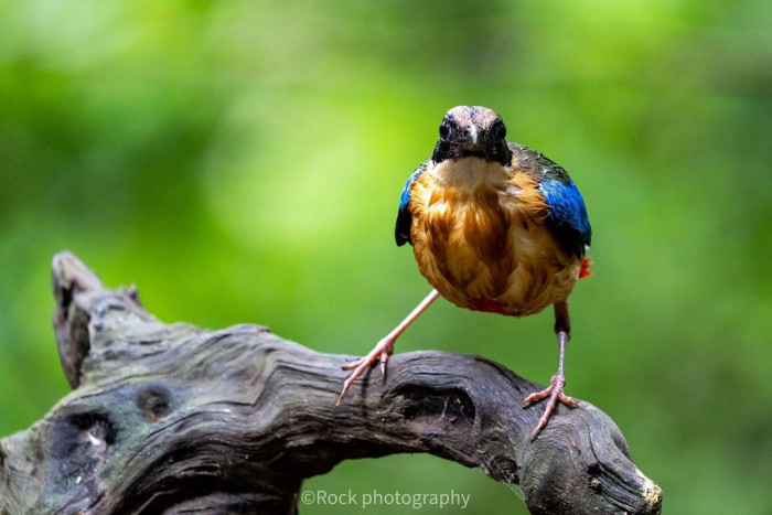 A blue-winged pitta can live for more than five years